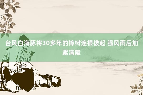 台风白海豚将30多年的樟树连根拔起 强风雨后加紧清障